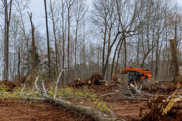 How Our Tree Care Process Works  in  Maili, HI